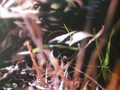 Ora ?– Amalgam 2xLP Andrew Chalk Darren Tate Christoph Heemann Colin Potter Mirr