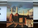 PINK FLOYD ANIMALS 12