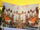 Cressida LP Asylum  1971 Vertigo Swirl German 1st Press in Mint Minus