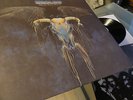 EAGLES       - ONE OF THESE NIGHTS -   MINT GERMAN ARCHIVE ALBUM  / TOP ZUSTAND