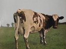 PINK FLOYD - ATOM HEART MAOTHER - FR 70 - MINT