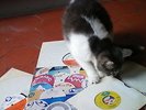 rare reggae TROJAN TRIPLE LP 1971. Blue Cat.. Joe. Giant. Rocksteady ska beat