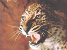 KVARTETTEN SOM SPRANGDE - Kattvals Psych Prog Rock Sweden Original LP
