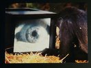 Roger Waters-Amused to Death-OOP 1992 HOLLAND 2 LP/vinyl set VG+/NM Pink Floyd