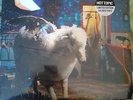 IN HAND Fall Out Boy Infinity On High Blue Vinyl LP SEALED fob cork tree fallout