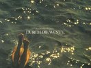 Hans-Joachim Roedelius - Durch die Wüste