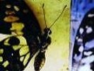 Moonspell - The butterfly effect ..Digipack             ........NEU