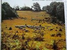Prog Krautrock  Psych Popol Vuh 