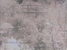 Red House Painters - Red House Painters 12