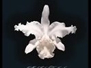 Kings Of Leon - Aha Shake Heartbreak (Lp) (2013) - New - Long Play Record
