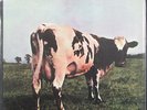 PINK FLOYD - Atom Heart Mother | SEALED Mofi MFSL 200g Harvest audiophile LP