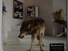 Grinderman - grinderman 2 LP/Download 180g vinyl w Poster and 16p Booklet NEU
