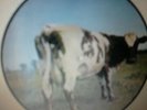 Pink Floyd Atom Heart Mother PICTURE DISC LP rare