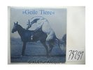 Same [Vinyl-LP]. Geile Tiere: