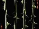 Type O Negative - OCTOBER RUST