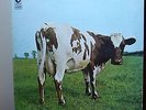 PINK FLOYD Atom heart mother LP  NUOVO