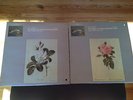 Bach Cello Suites Solo Complete Jean-Max Clement L'Oiseau-Lyre Record 1&2 Rare
