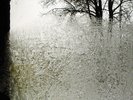 BON IVER-FOR EMMA,FOREVER AGO-VINYL LP 4AD/BEGGAR NEW