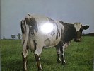 LP - Pink Floyd / Atom Heart Mother,NM - FOC,EMI Harvest 1970,Vinyl Top