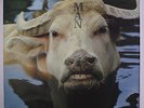 MAN: 2 Oz Of Plastic With Hole In The Middle LP (Germany 'cow' cover w/ intact