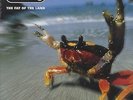 PRODIGY: THE FAT OF THE LAND (LPX2)