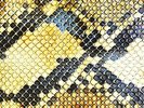 AMAZING SNAKEHEADS - AMPHETAMINE BALLADS (180GM) NEW VINYL