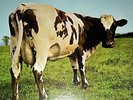 Pink Floyd Atom Heart Mother vinyl LP