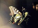 Isam - 2 DISC SET - Amon Tobin (2011, Vinyl NEW) 180gm/5MM Sleeve