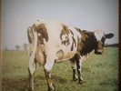 PINK FLOYD - Atom heart mother - LP-12