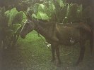 Child Bride - Hannah Cohen (2013, Vinyl NEW)