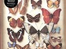 Torrini,Emiliana - Rarities [Vinyl New]