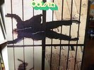 Complesso ODISSEA - Lp omonimo - RIFI 1973 - RDZ ST 14228 - *17458