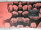 SWEET WILLIAM ?– These Monologues (Which Grew Into A Custom) LP ? wie Ian Curtis