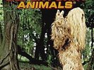 Super Furry Animals 12
