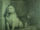 LP PAVLOV'S DOG - pampered menial, FOC, nm