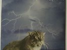 SMOG (Bill Callahan) - KNOCK KNOCK **US-VINYL-LP**