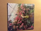 WOLF ALICE - GIANT PEACH  - 7