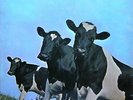 Pink Floyd - Atom Heart Mother - Hör Zu SHZE 297 - Klappcover FOC - Vinyl