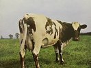 PINK FLOYD - ATOM HEART MOTHER LP - VINYL