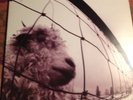 Pearl Jam Rare 1993 1st Press Lp Promo Hole W/inner Sleeve