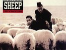 BLACK SHEEP