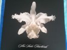 Aha Shake Heartbreak - Kings Of Leon 12 Inch Vinyl Album