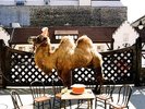 Wilco - Wilco (The Album)