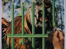 TYGERS OF PAN TANG: The Cage LP (Germany, laminated cover, inner sleeve, few l