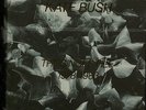 Kate Bush 7