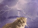 SMOG - Knock Knock - LP