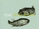 Low+Dirty Three - In the Fish Tank #7