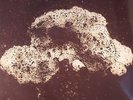 LOOP - Array 1 - Vinyl (LP)