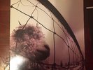 PEARL JAM VINYL LP 