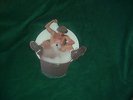 AC/DC PICTURE DISC YOU SHOOK ME ALL NIGHT PLAYS AS EX+